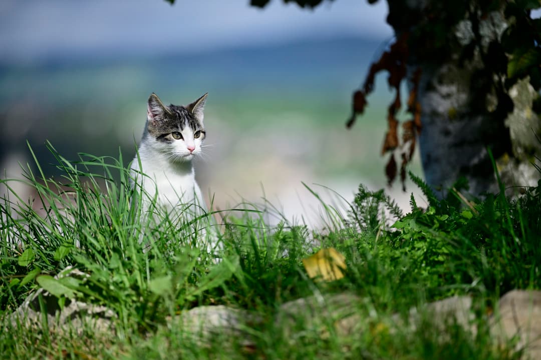Un chat à l'affût dans l'herbe du domaine, à l'ombre des arbres