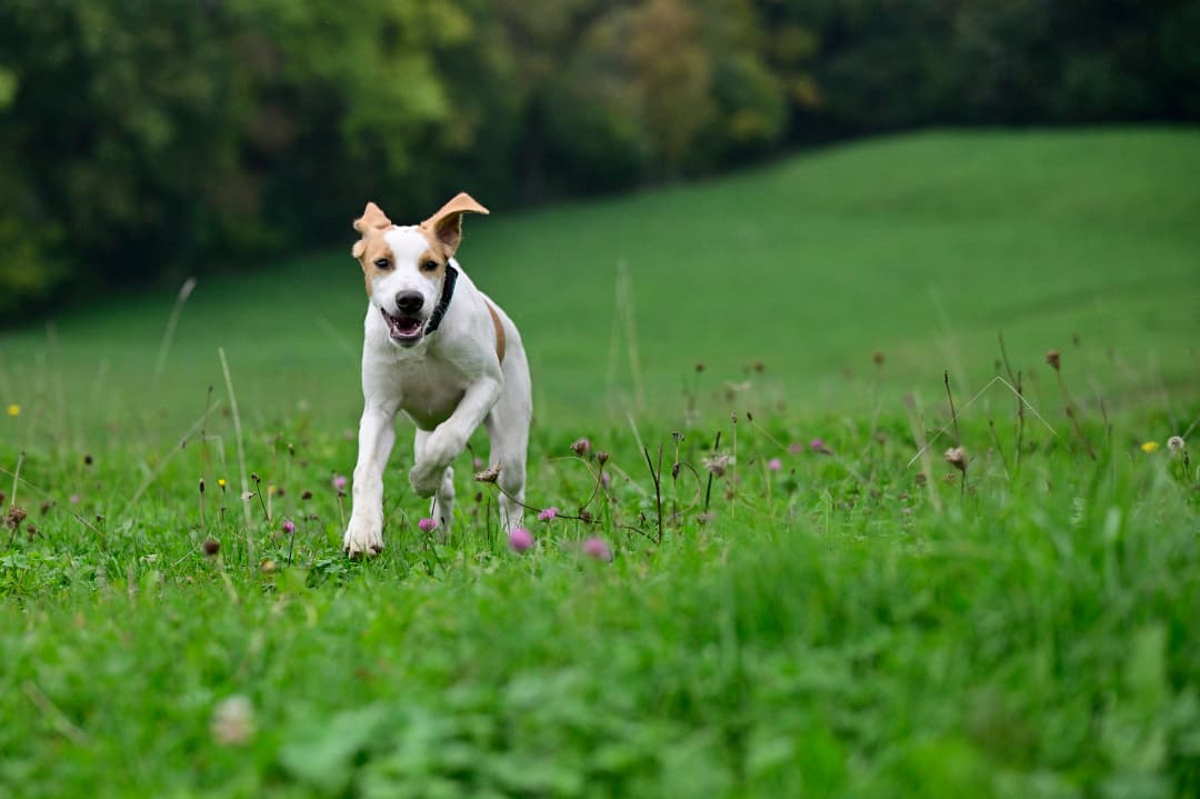 Un petit chien courant joyeusement dans l'herbe verte