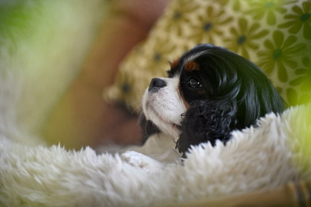 Un chien lové au chaud dans une corbeille douillette de la pension