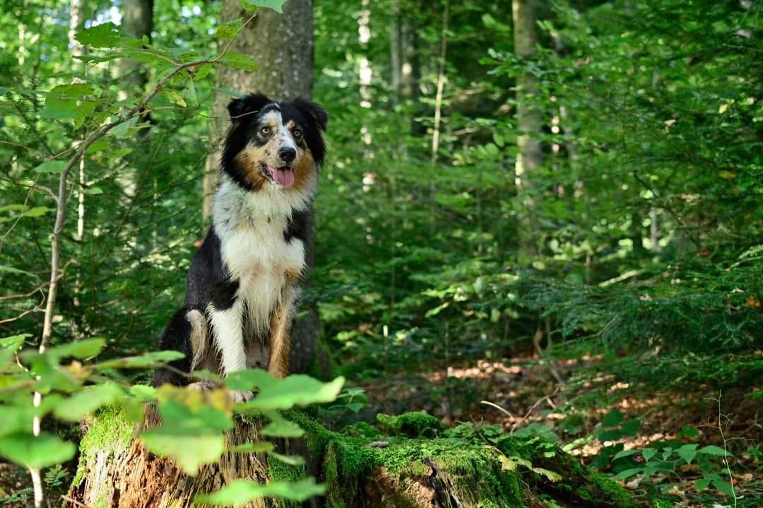 Un chien posé dans la forêt qui entoure la pension, lumière du matin