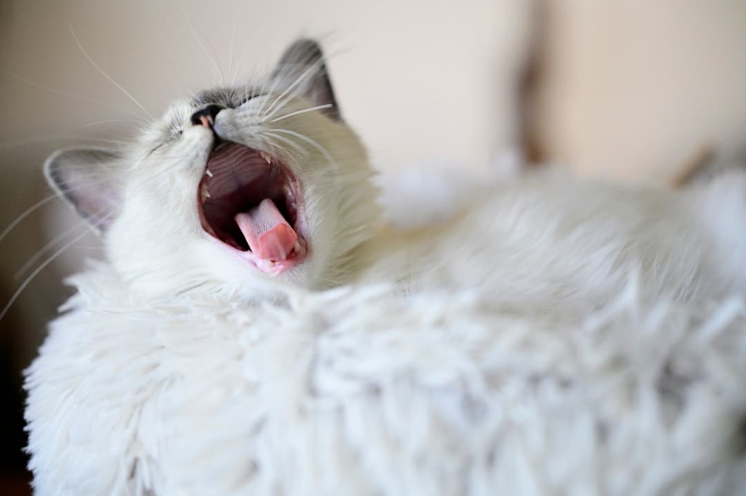 Un chat qui bâille, lové au chaud