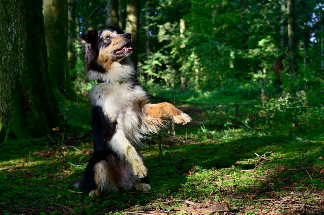 Un chien bondissant de joie dans la forêt autour de la pension Au Cœur du Loup à Broc