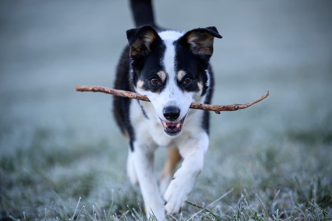 Un chien courant joyeusement avec un bâton dans un pré givré