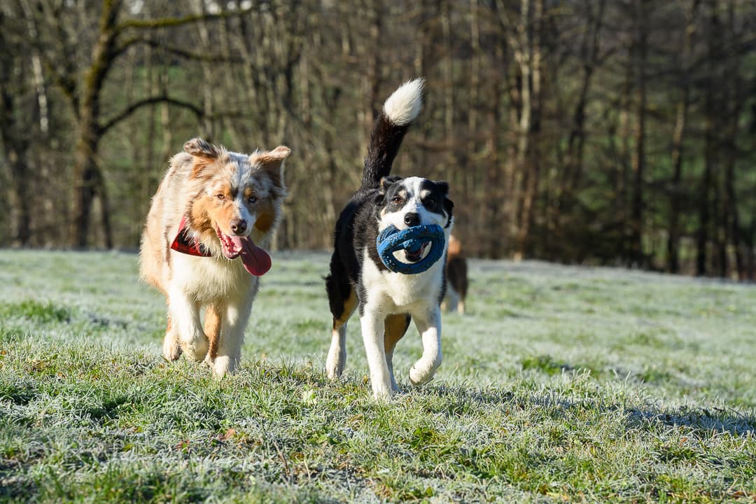 Deux chiens courant côte à côte dans un pré